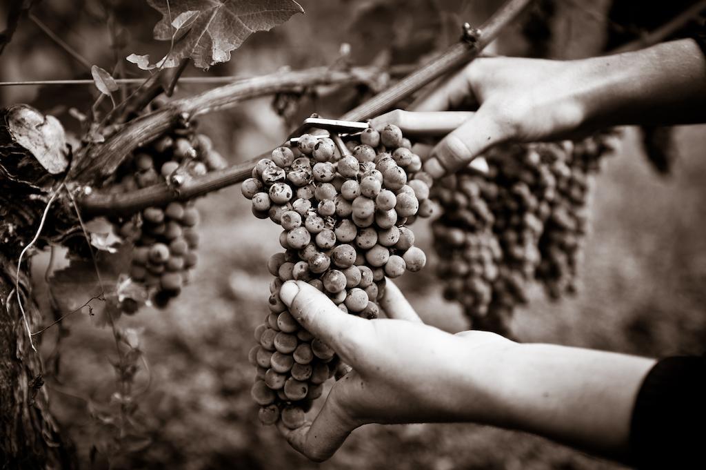 Chateau Pape Clement Pessac Phòng bức ảnh