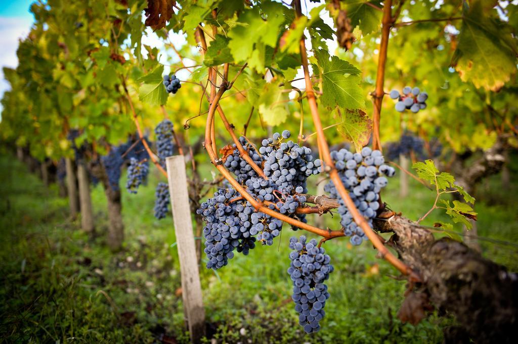 Chateau Pape Clement Pessac Ngoại thất bức ảnh